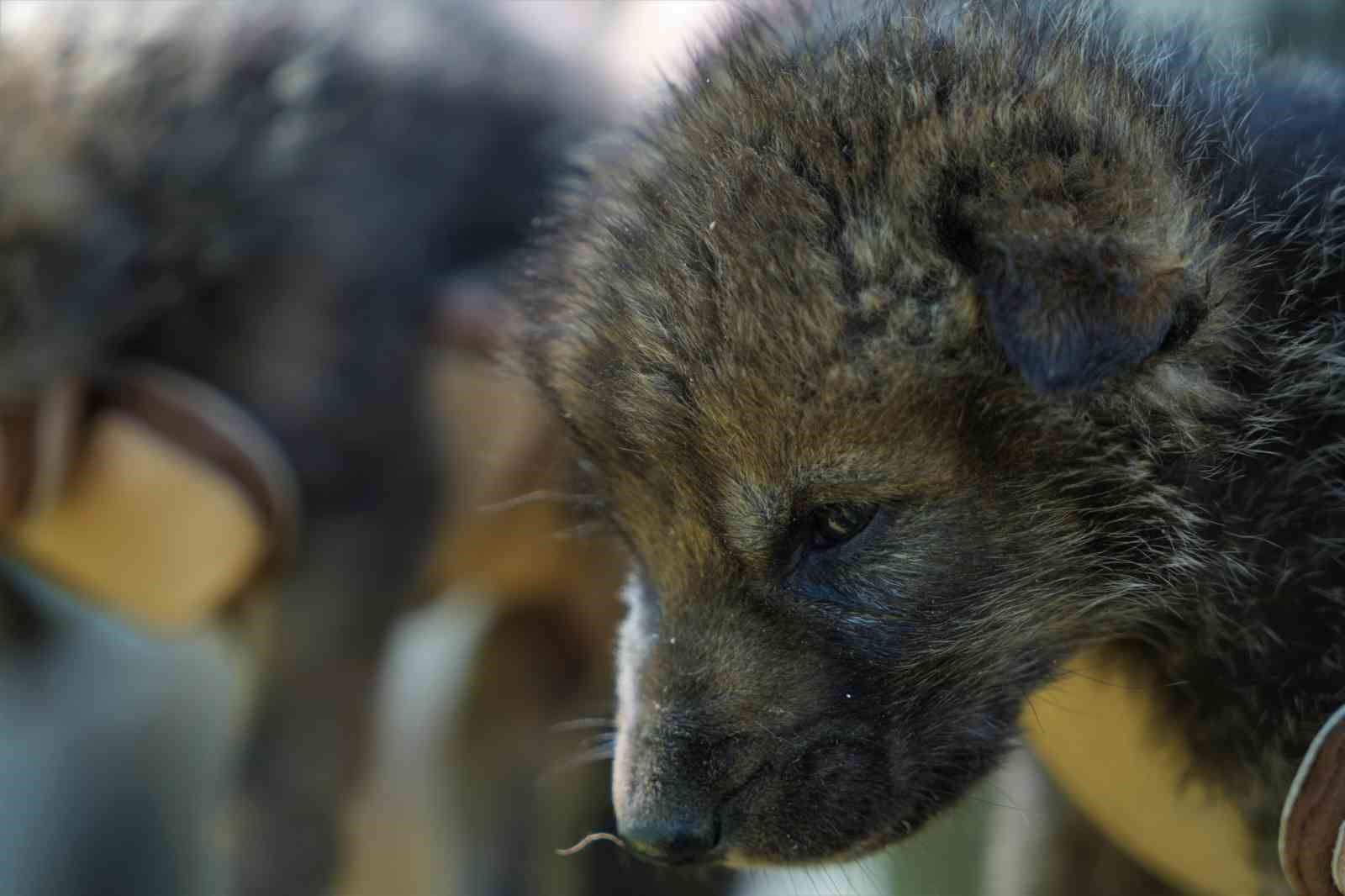 Muş&rsquo;ta yaylada bulunan 4 kurt yavrusu koruma altına alındı
