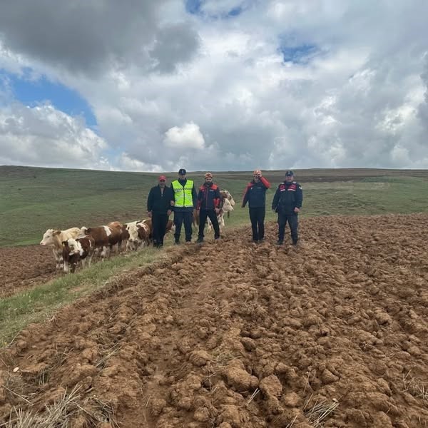 Sivas’ta kaybolan 9 büyükbaş hayvan, dronla bulundu