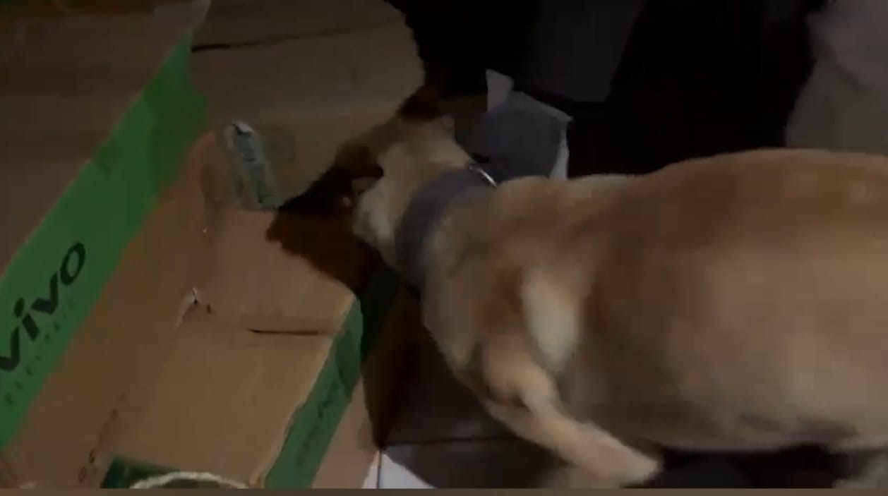 Narkotik köpeği ETA, zehir tacirlerine göz açtırmıyor