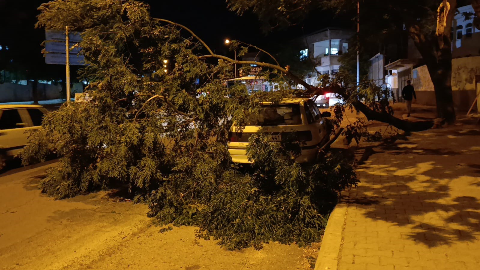 Park halindeki otomobilin üzerine ağaç devrildi