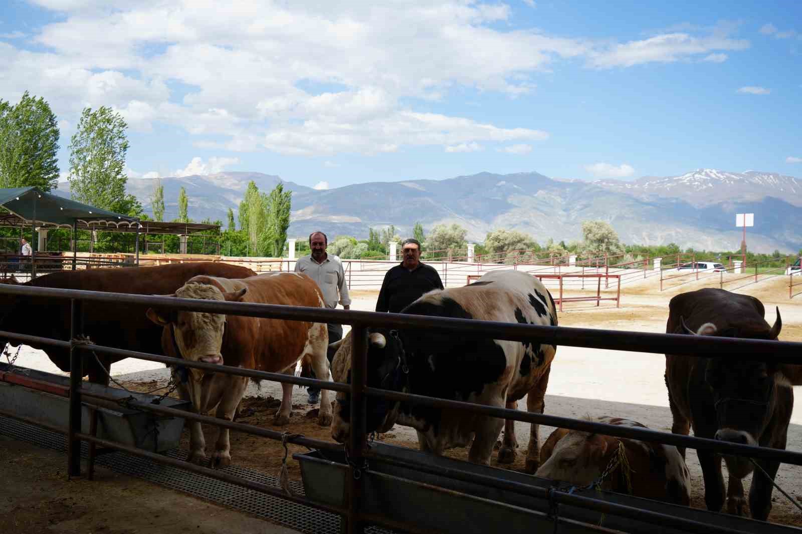 Erzincan’da Kurban Bayramı hareketliliği başladı: Hayvan pazarı sıkı pazarlıklara sahne oldu
