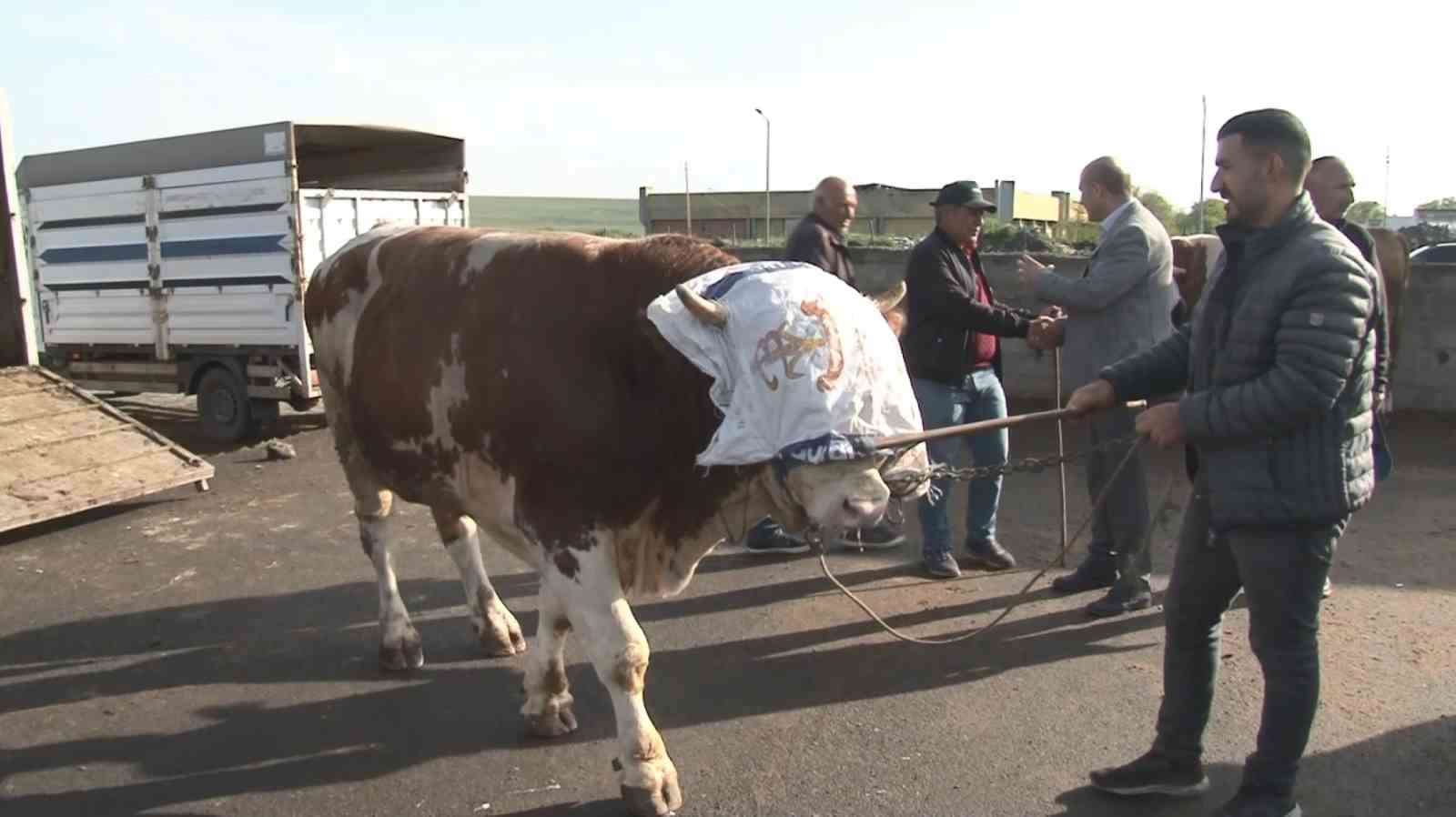 Kars’ta 900 kiloluk boğa 300 bin TL’ye satıldı