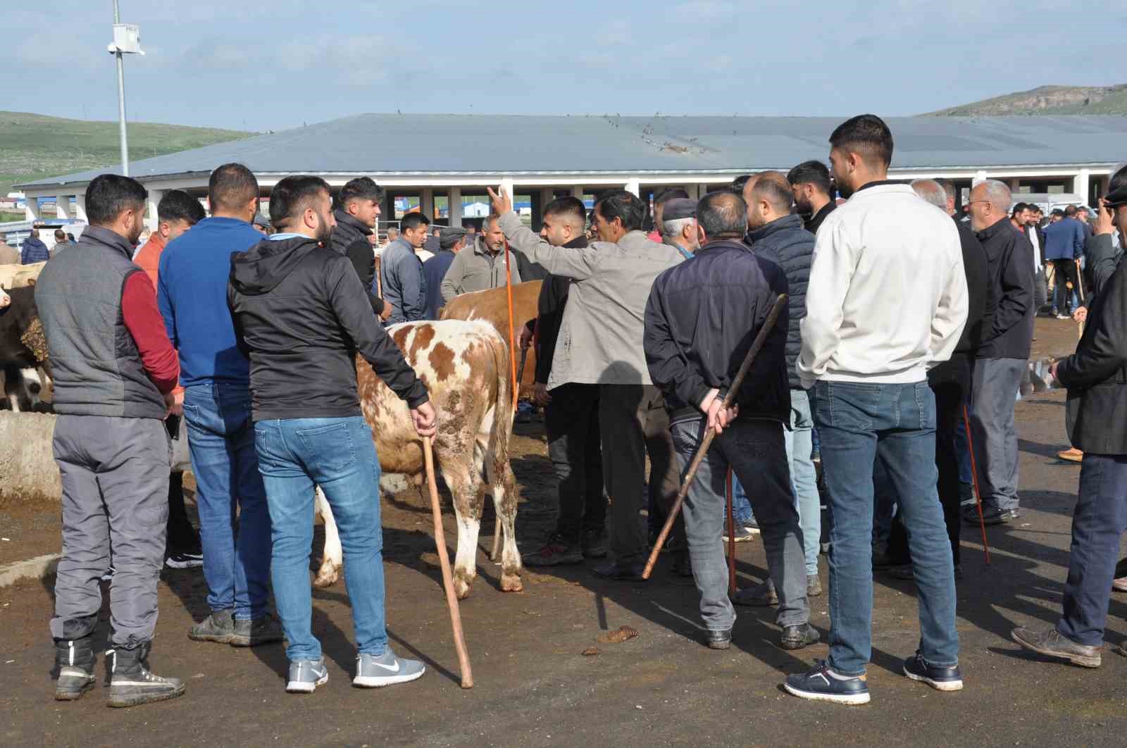 Kars&rsquo;ta 900 kiloluk boğa 300 bin TL&rsquo;ye satıldı
