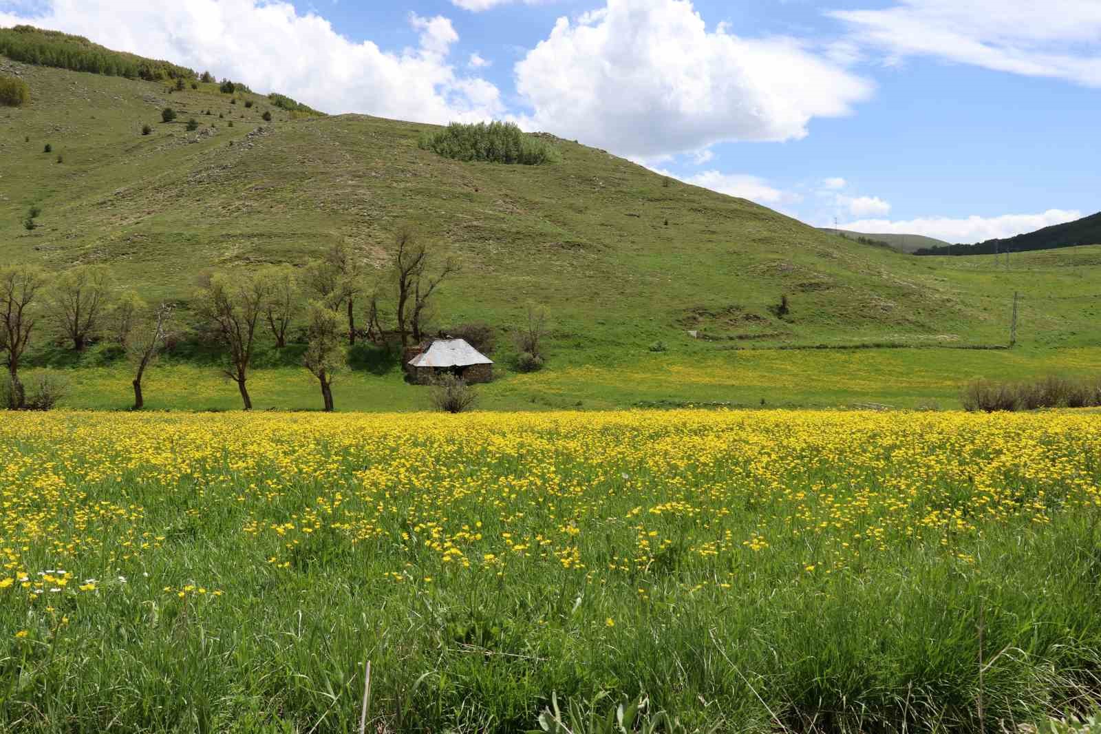 Gümüşhane’de Sarıçiçek Vadisi’nde mest eden görüntüler

