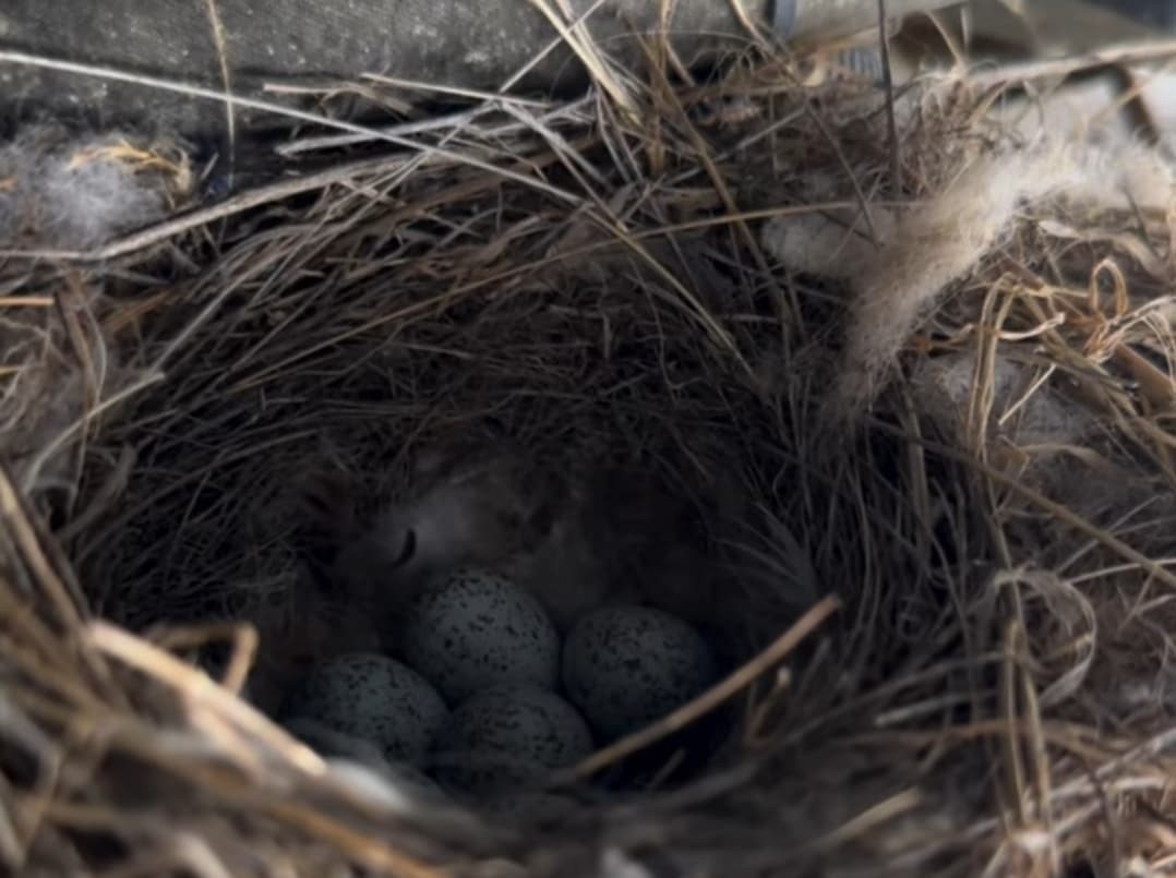 Ekskavatöre yuva yapan kuş için çalışmalar durduruldu