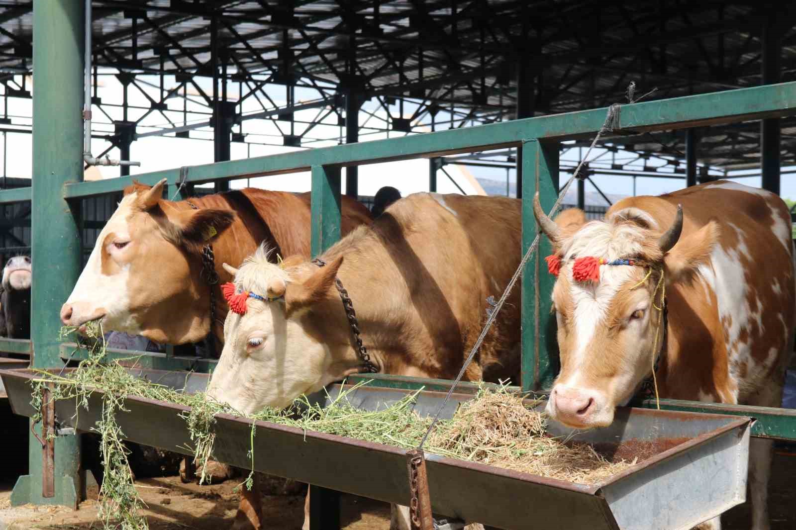 (ÖZEL) Pazarlıklar kızıştı, kimisi "çok uygun", kimisi "kuru kalabalık" dedi