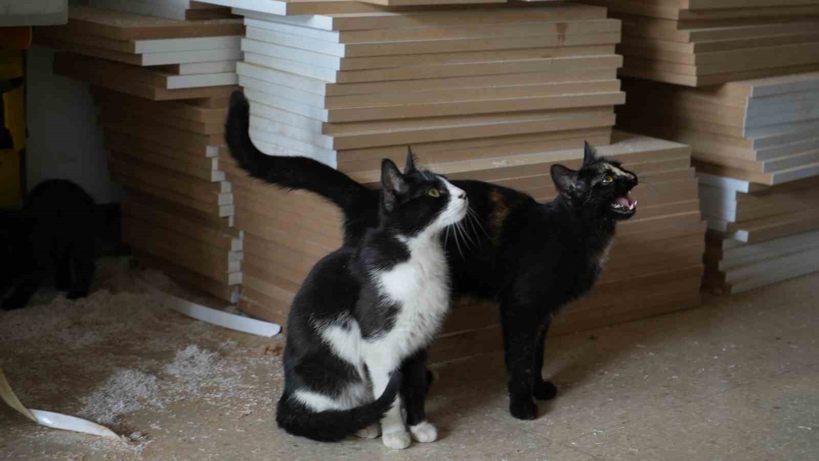 İşte T&uuml;rkiye&rsquo;nin konuştuğu o &ccedil;ılgın iki kedi
