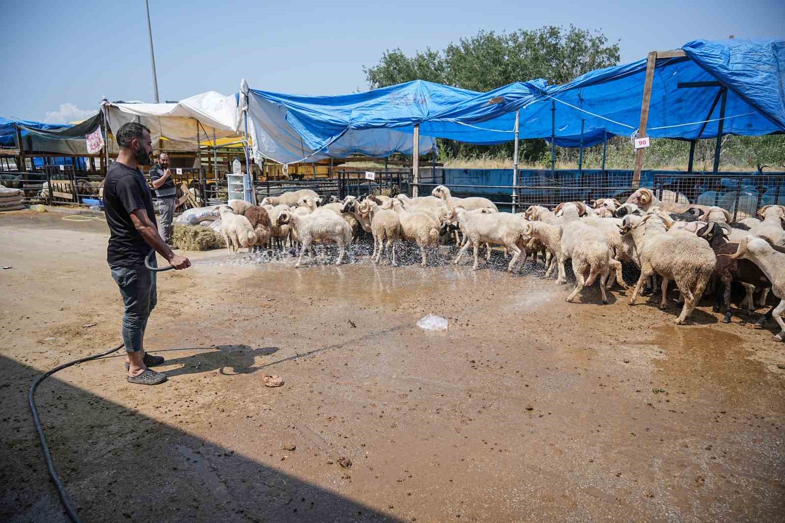 Kurban pazarının gözdesi...4 boynuzlu koçu görenler şaşırıyor