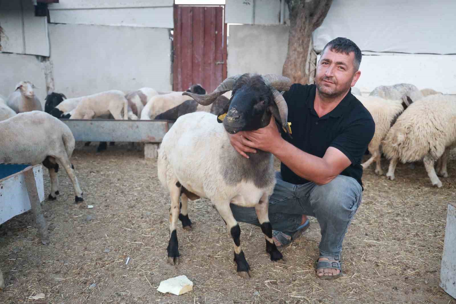 Sürüdeki 200 hayvan arasından 3 boynuzuyla ön plana çıkan ‘ahırın süsü’ ilgi odağı oldu