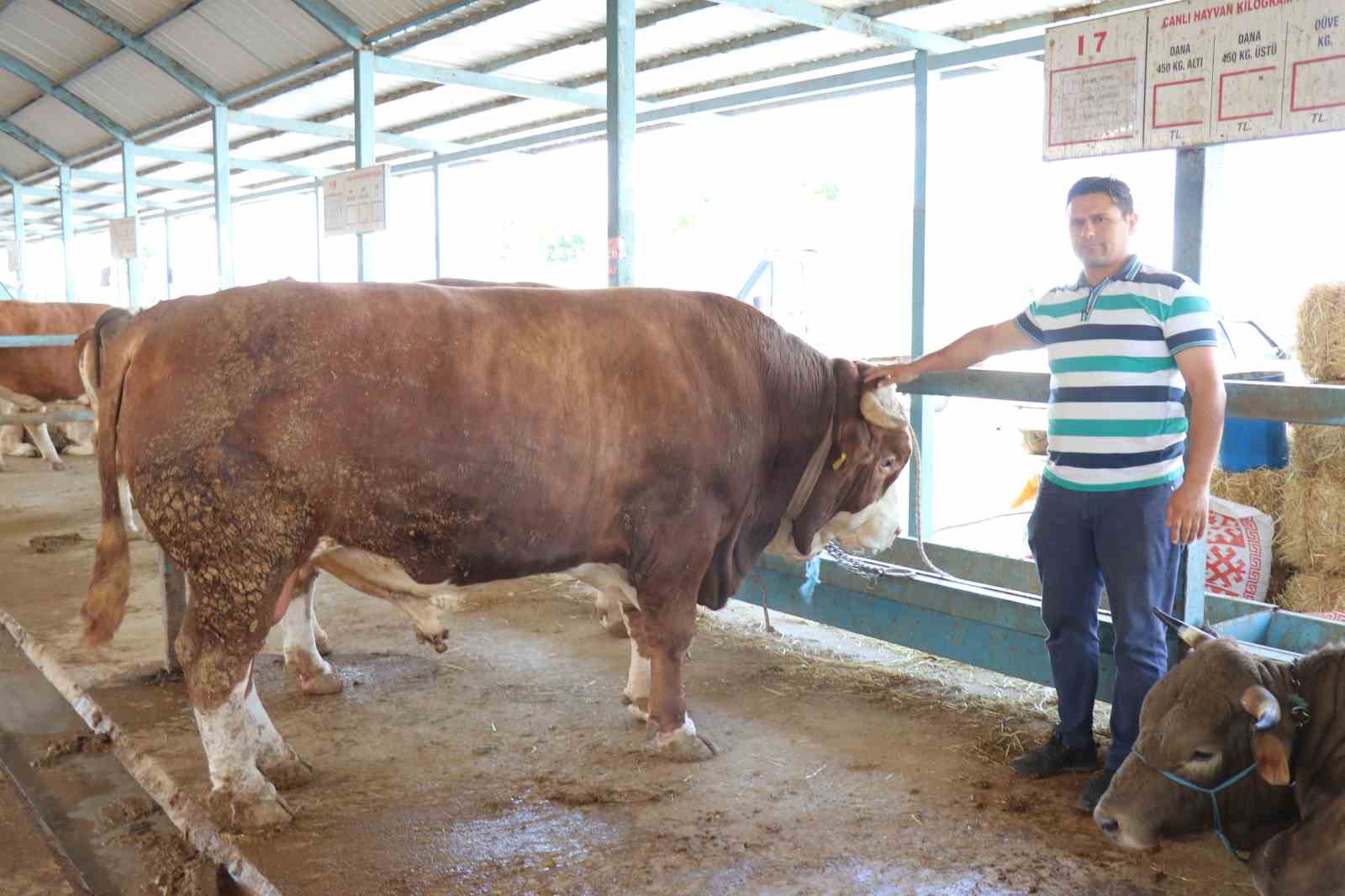 Denizli kurban pazarının en büyüğü tosun 310 bin TL’ye satıldı