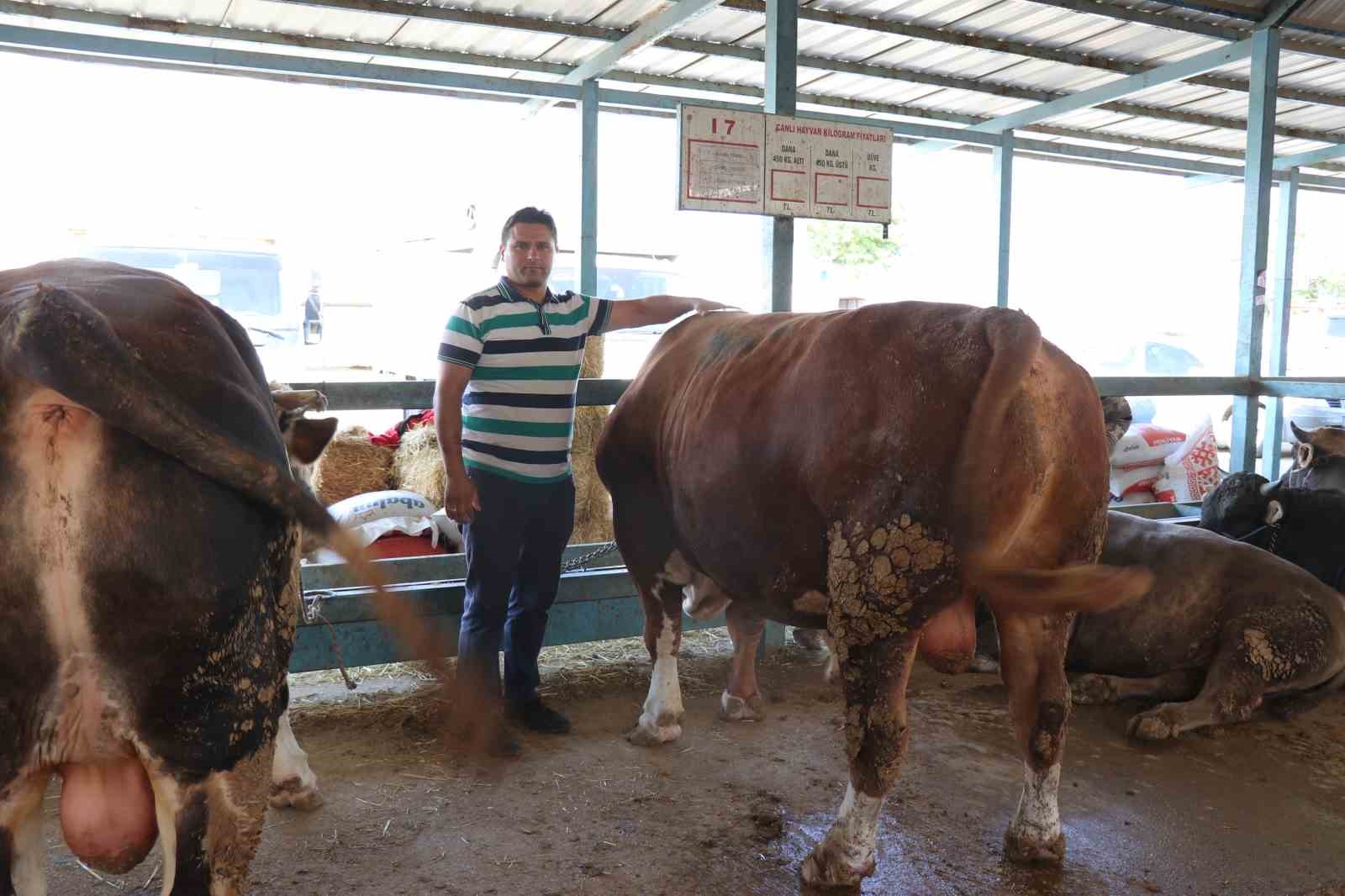 Denizli kurban pazarının en büyüğü tosun 310 bin TL’ye satıldı