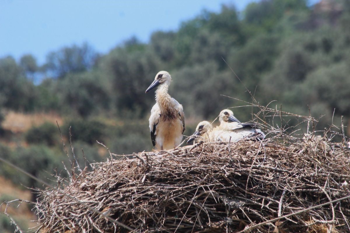 Kamyon çarpan leylek tedavi altına alındı, Başkan Sürücü ’dikkat’ çağrısı yaptı