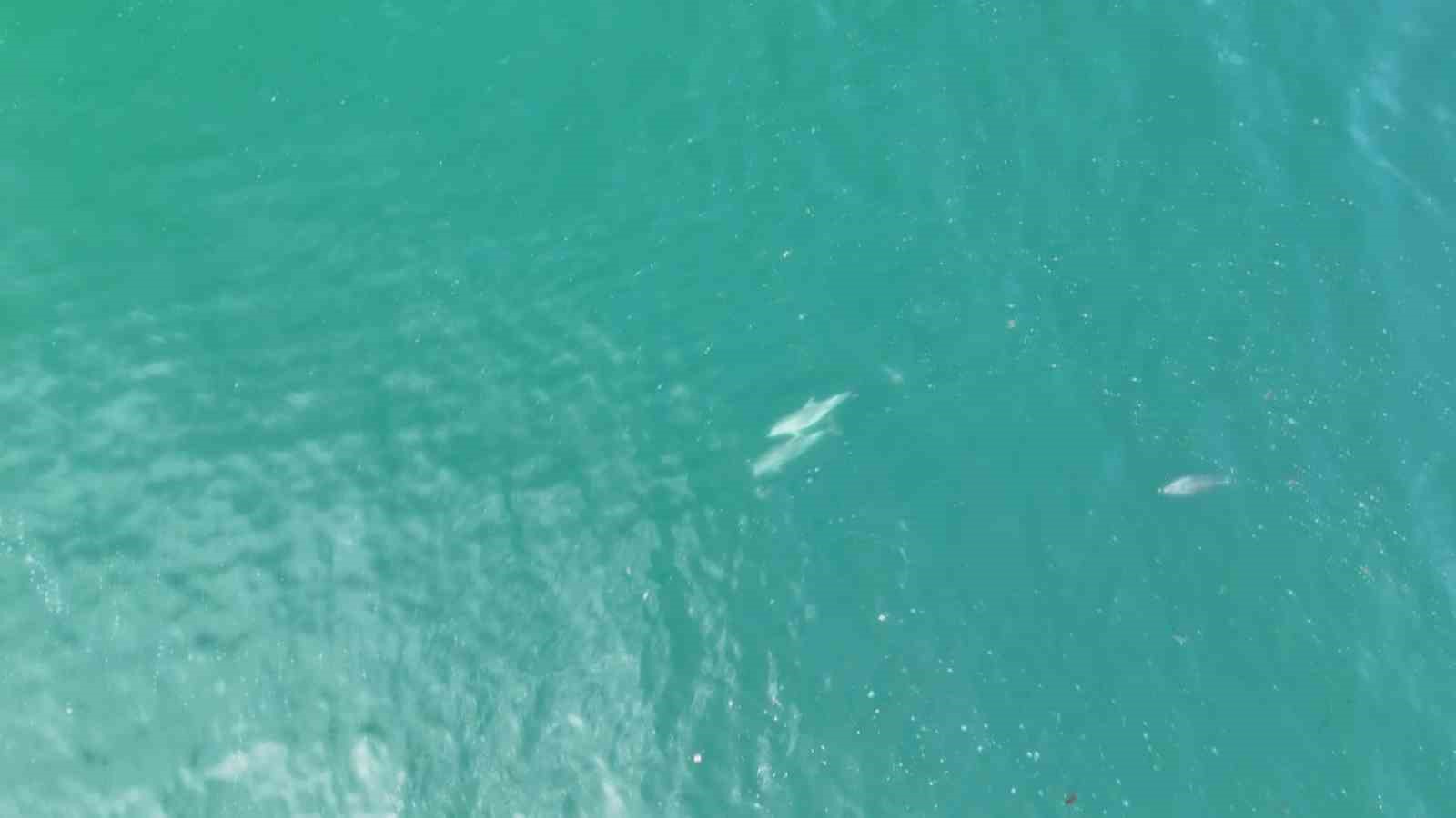 İstanbul’da yunuslar havadan görüntülendi