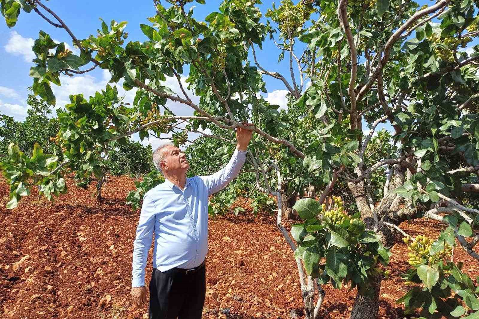 Antep fıstığı rekoltesinde yüzde 50 düşüş bekleniyor