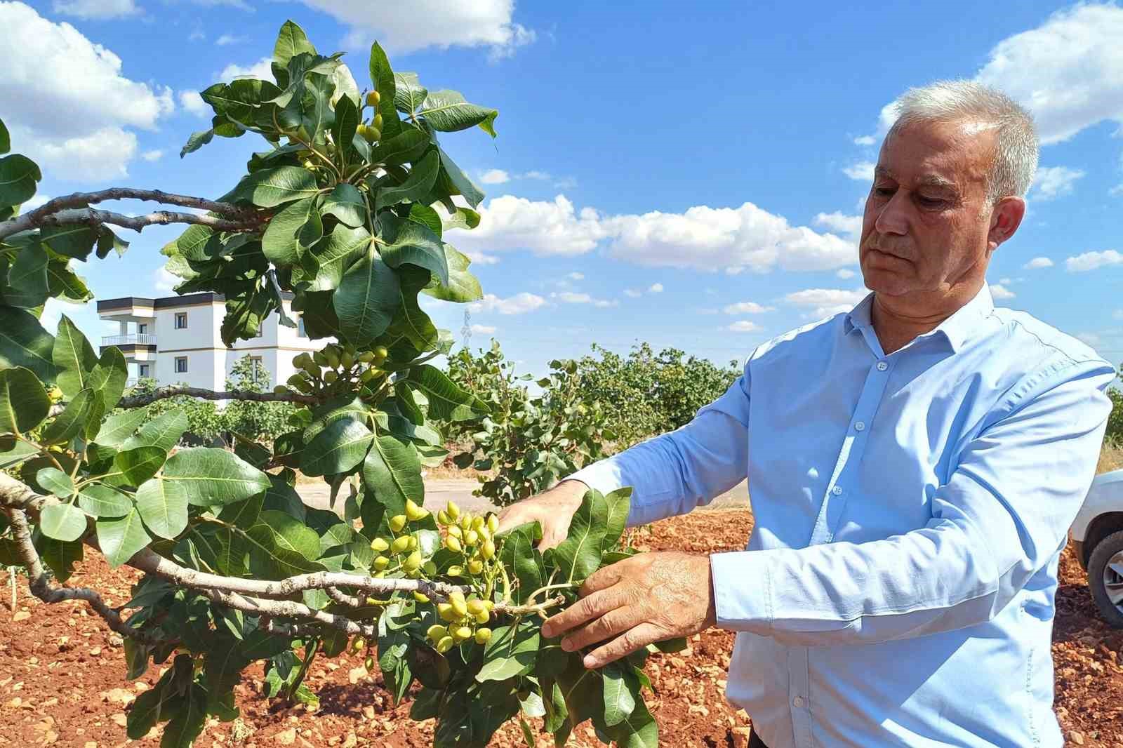 Antep fıstığı rekoltesinde y&uuml;zde 50 d&uuml;ş&uuml;ş bekleniyor
