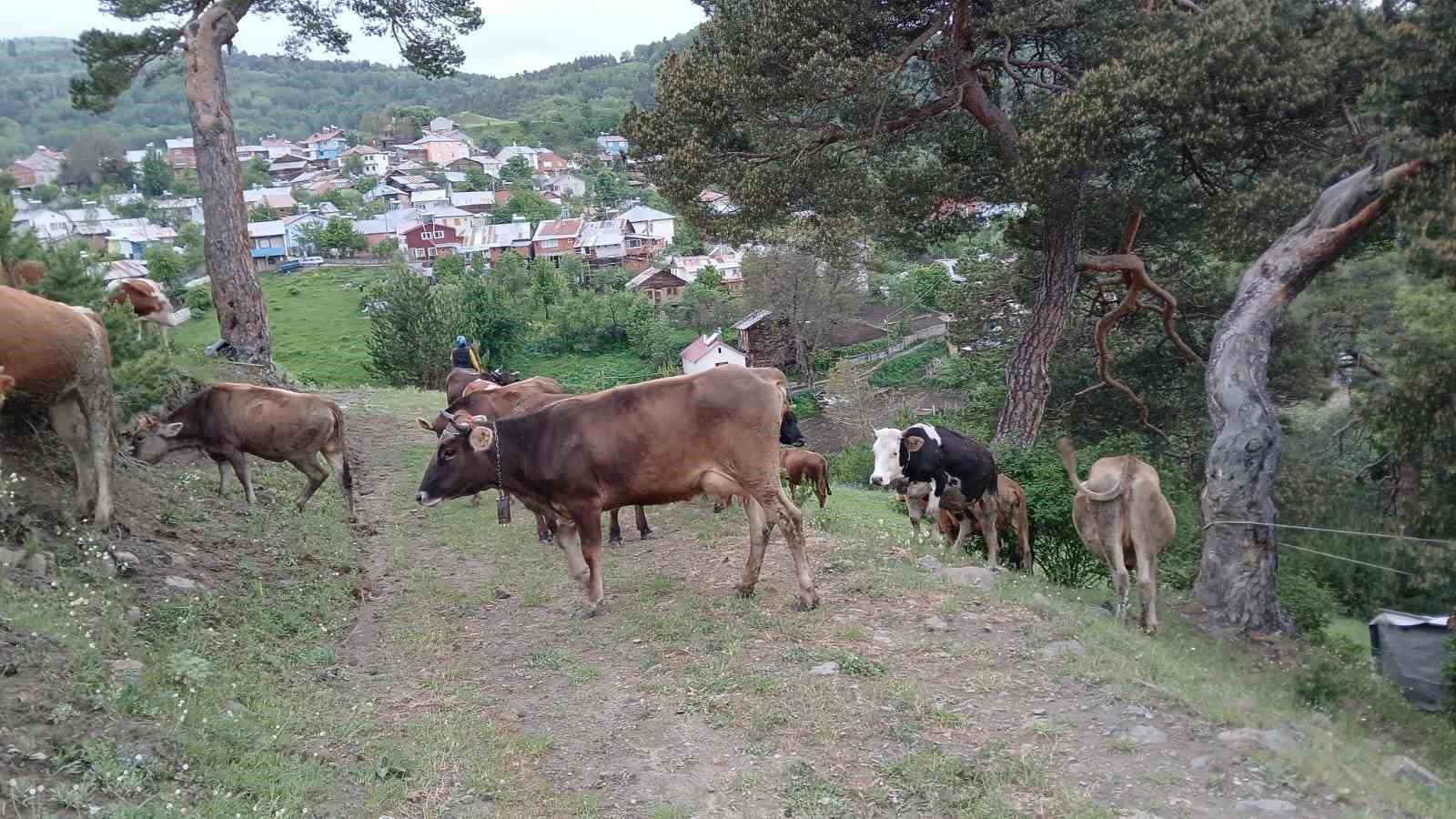 Yıldırım &ccedil;arpan ağa&ccedil; yıkılıp ağılın &uuml;zerine d&uuml;şt&uuml;, hayvanlar telef olmaktan son anda kurtuldu
