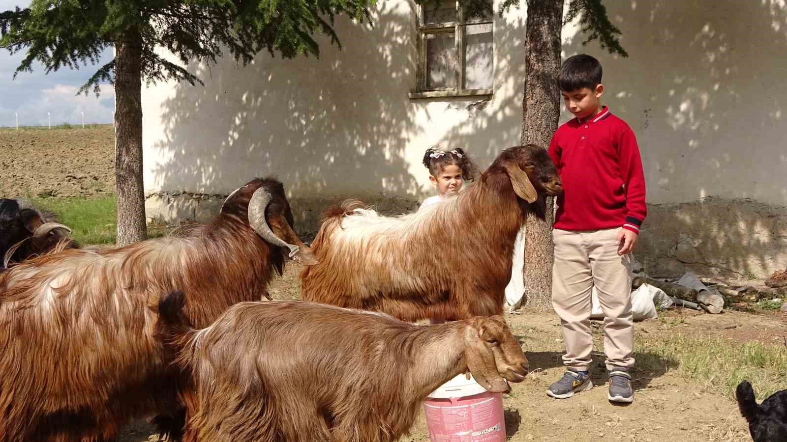 Boş vakitlerinde çobanlık yapan 11 yaşındaki Emir Ali Dişlioğlu, bursluluk sınavından 500 tam puan aldı