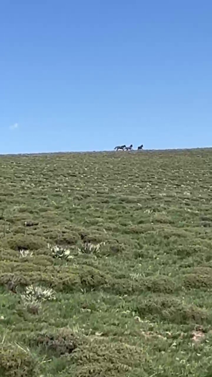 Yılkı atları doğada dans etti, o anlar cep telefonu kamerasına yansıdı