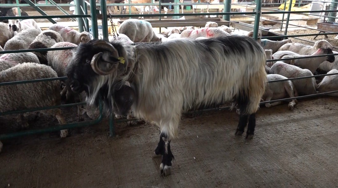 ’Kocaoğlan’ hayvan pazarının gözdesi oldu