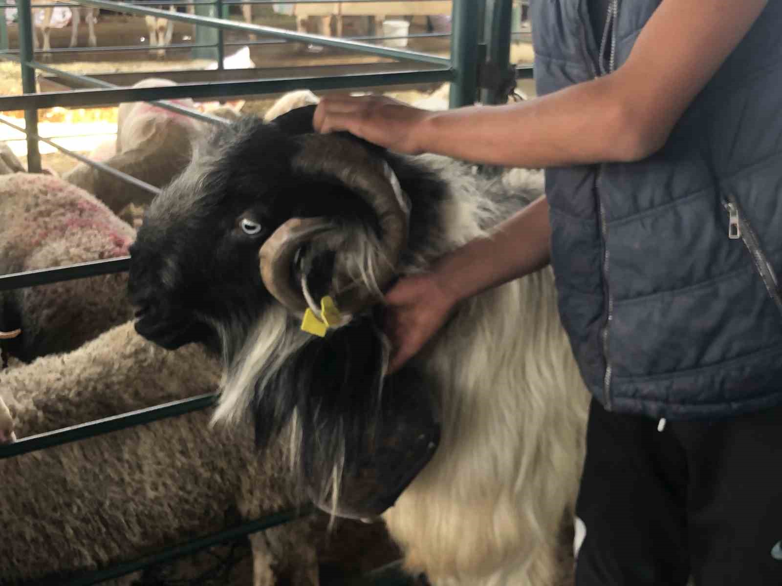 &rsquo;Kocaoğlan&rsquo; hayvan pazarının g&ouml;zdesi oldu
