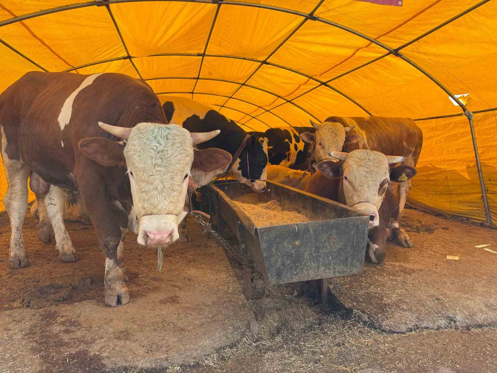 TVHB Merkez Konseyi Başkanı Eroğlu, kurban pazarında veteriner hekimlerin uğradığı şiddete dikkat &ccedil;ekti
