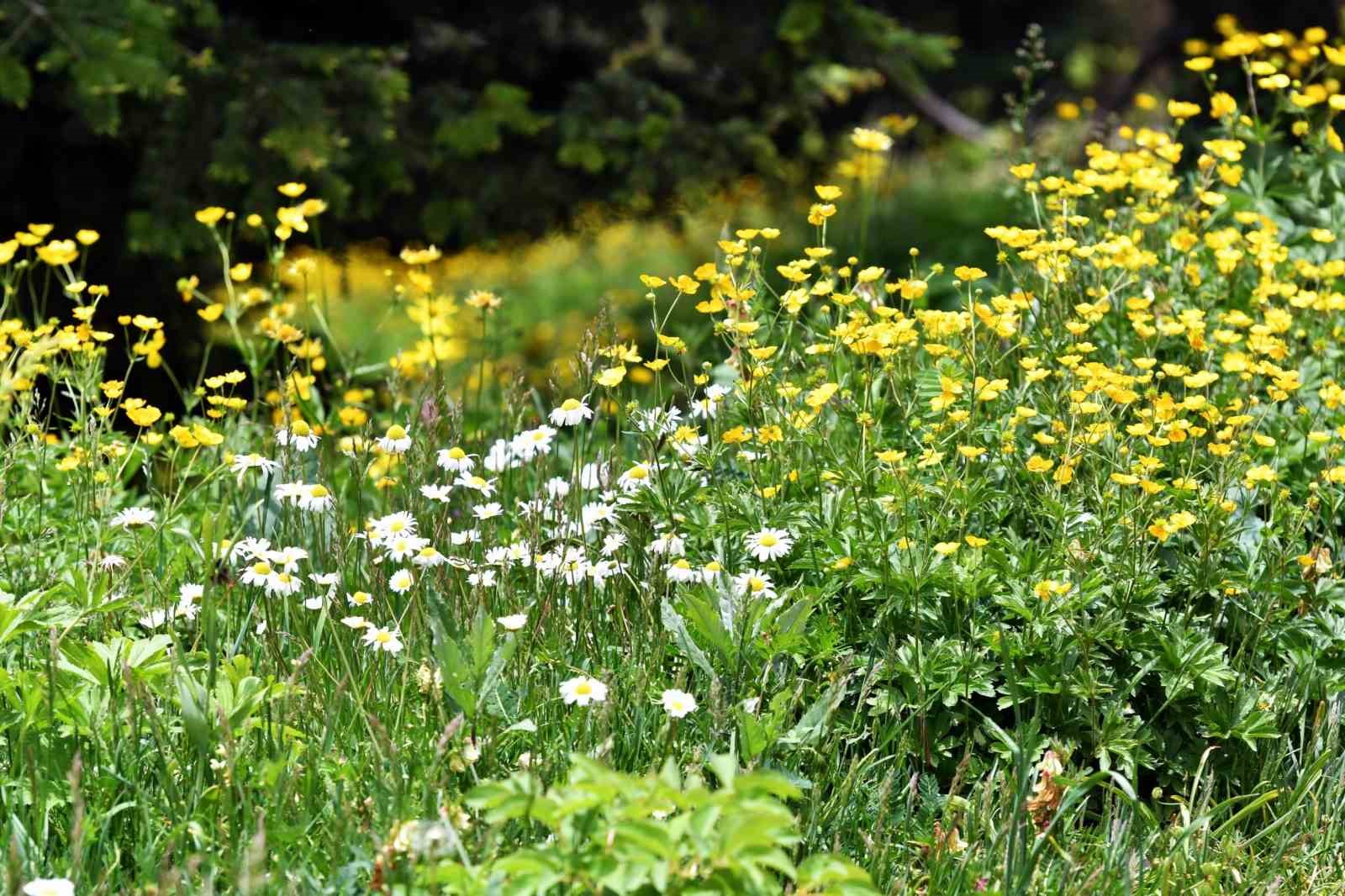 Soğuk hava etkili oldu, yaylada çiçekler geç açtı
