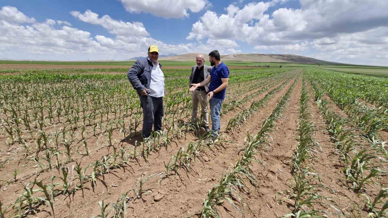 Mısır tarlasına dronlu ot ilacı saldırısı