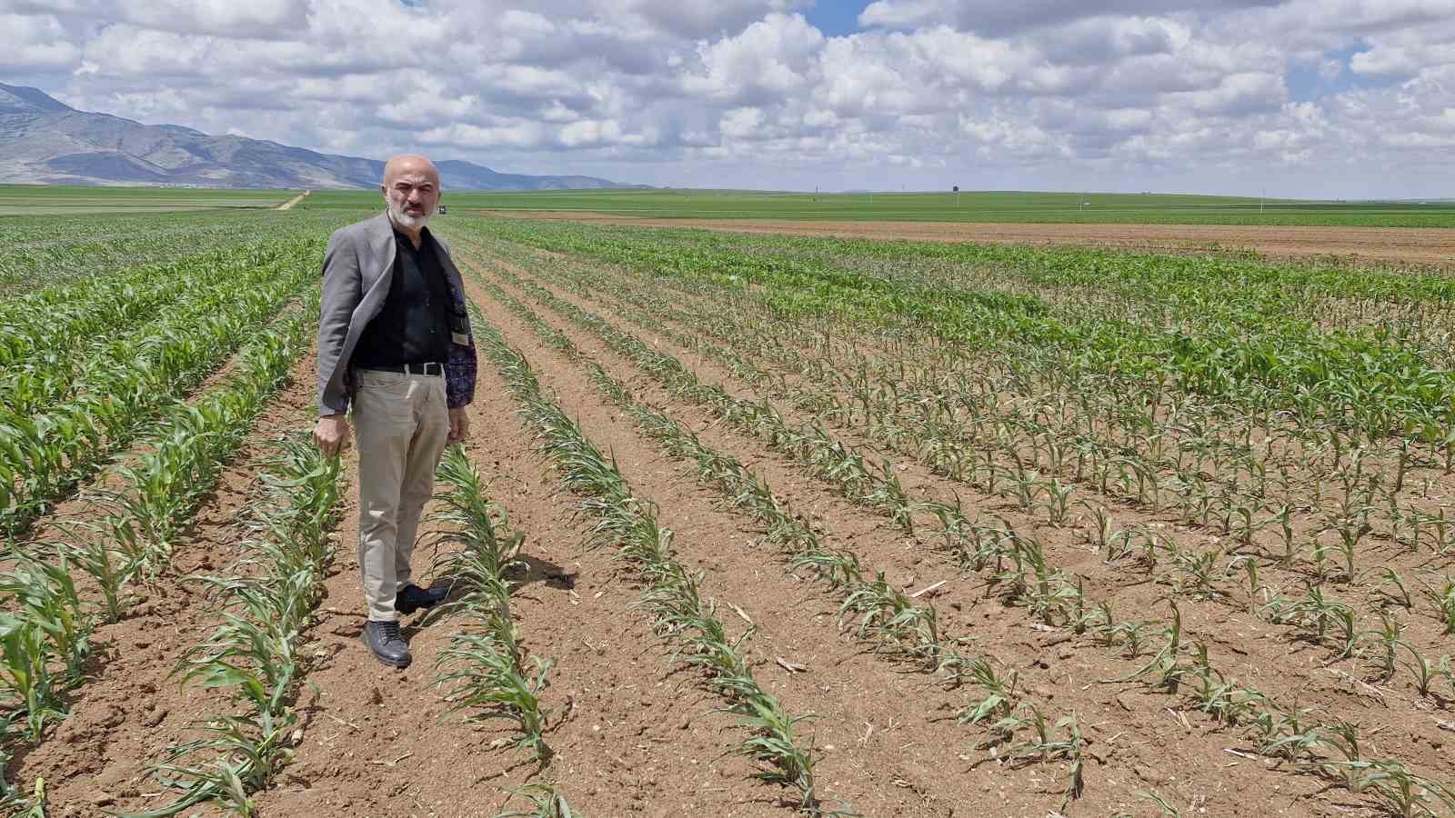 Mısır tarlasına dronlu ot ilacı saldırısı
