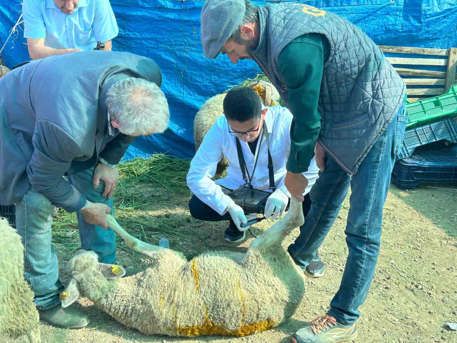 Bilecik’te kurban satış pazarında hayvanlara gebelik testi yapılıyor