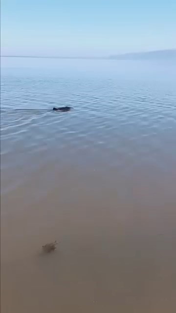 Bursa&rsquo;da karaya vuran yunus kurtarıldı