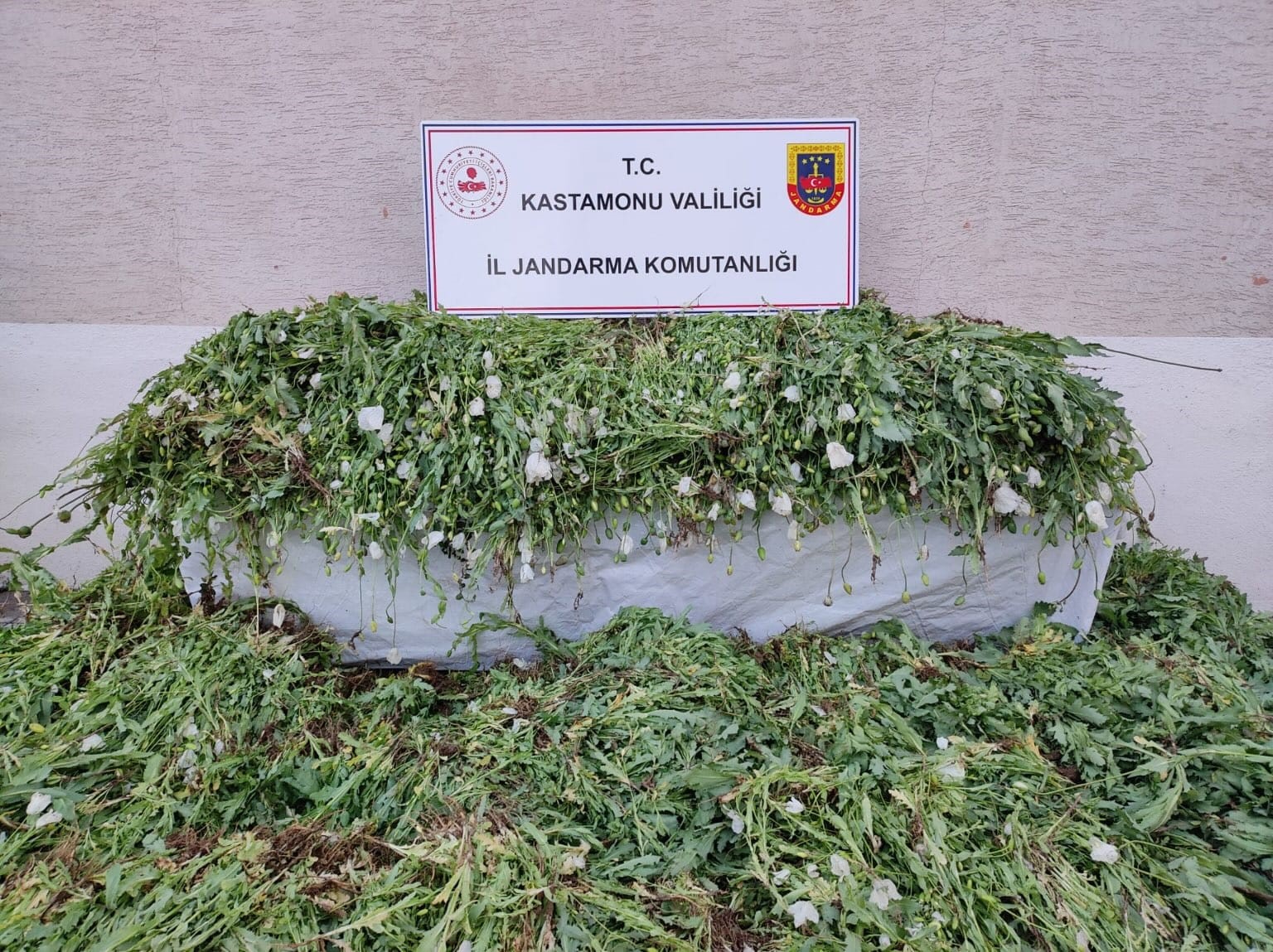 Kastamonu’da 120 bin kök haşhaş ele geçirildi