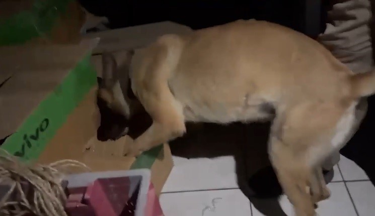 Kayseri’de 79 yaşındaki ’torbacı’ yakalandı