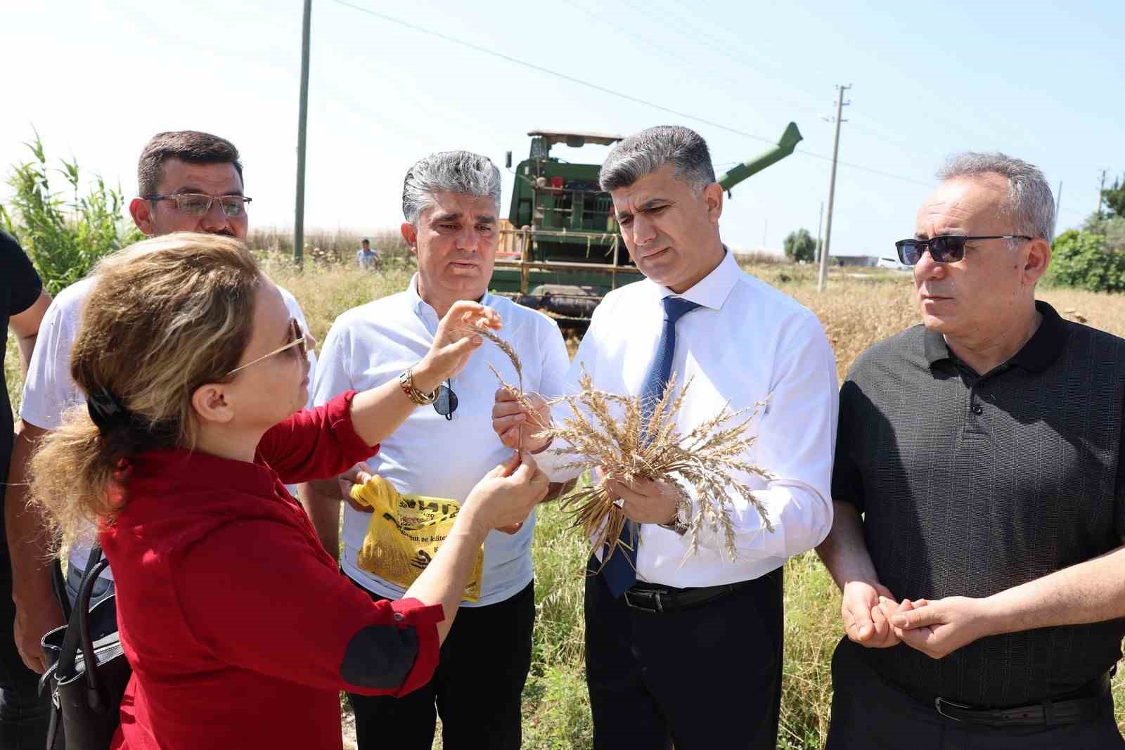 Mersin’de yerli buğdayın hasadı gerçekleştirildi