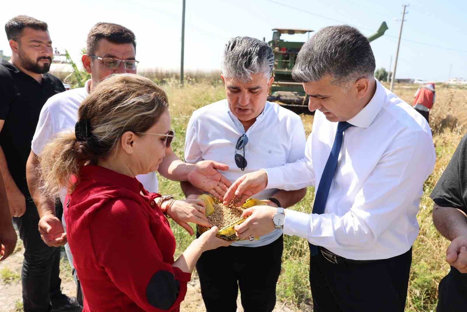 Mersin’de yerli buğdayın hasadı gerçekleştirildi
