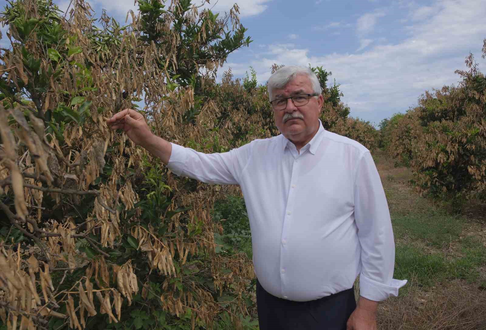 Mersin’deki zirai donun olumsuz etkileri sürüyor