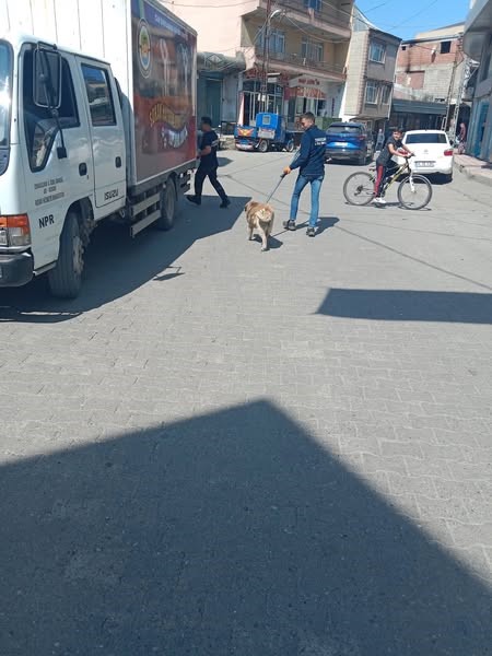 Alaplı’da sahipsiz hayvanlar toplanıyor
