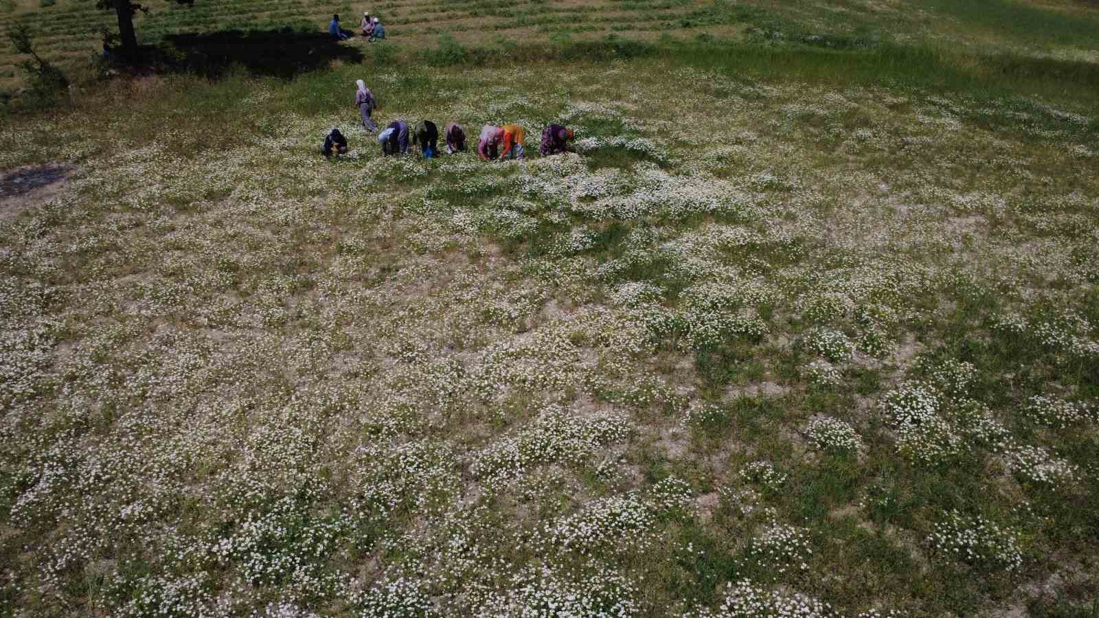 Demircili kadınların topladığı papatyalar kurutularak satılıyor
