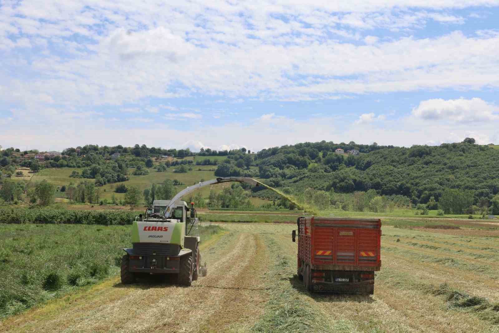 Kocaeli’de süt otu hasadı başladı