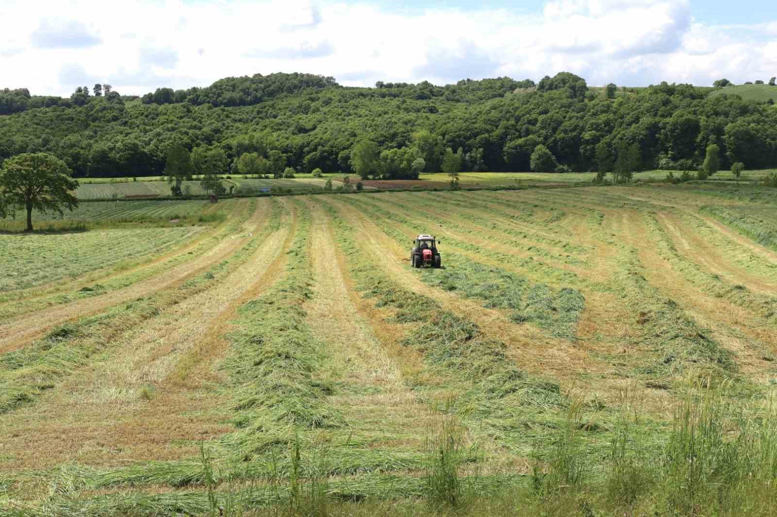 Kocaeli&rsquo;de s&uuml;t otu hasadı başladı
