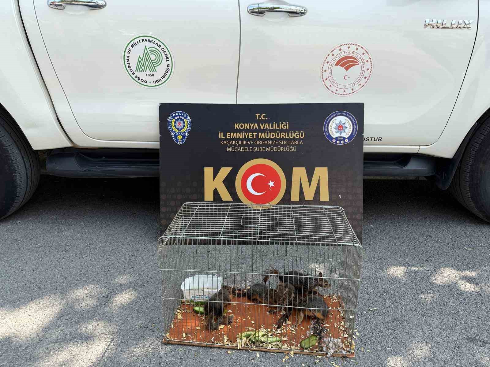 Konya’da yasadışı sincap ticaretine operasyon