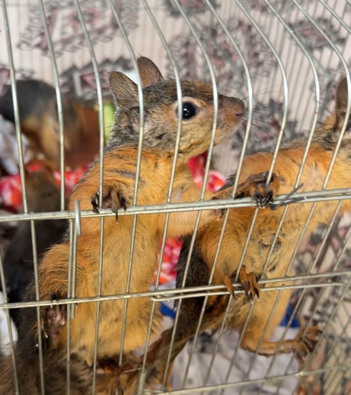 Konya&rsquo;da yasadışı sincap ticaretine operasyon
