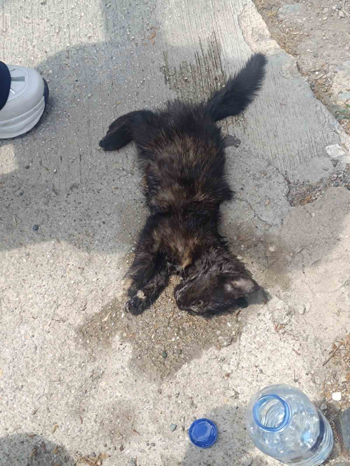 Kastamonu&rsquo;da aracın &ccedil;arptığı yavru kedi, &uuml;niversite &ouml;ğrencilerinin kalp masajıyla hayata d&ouml;nd&uuml;
