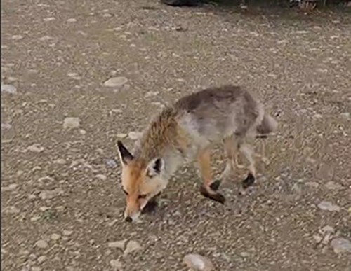 Karavanı ziyaret eden tilkinin görüntüleri yüzleri gülümsetti