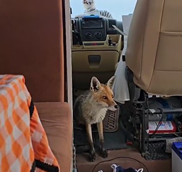 Karavanı ziyaret eden tilkinin g&ouml;r&uuml;nt&uuml;leri y&uuml;zleri g&uuml;l&uuml;msetti
