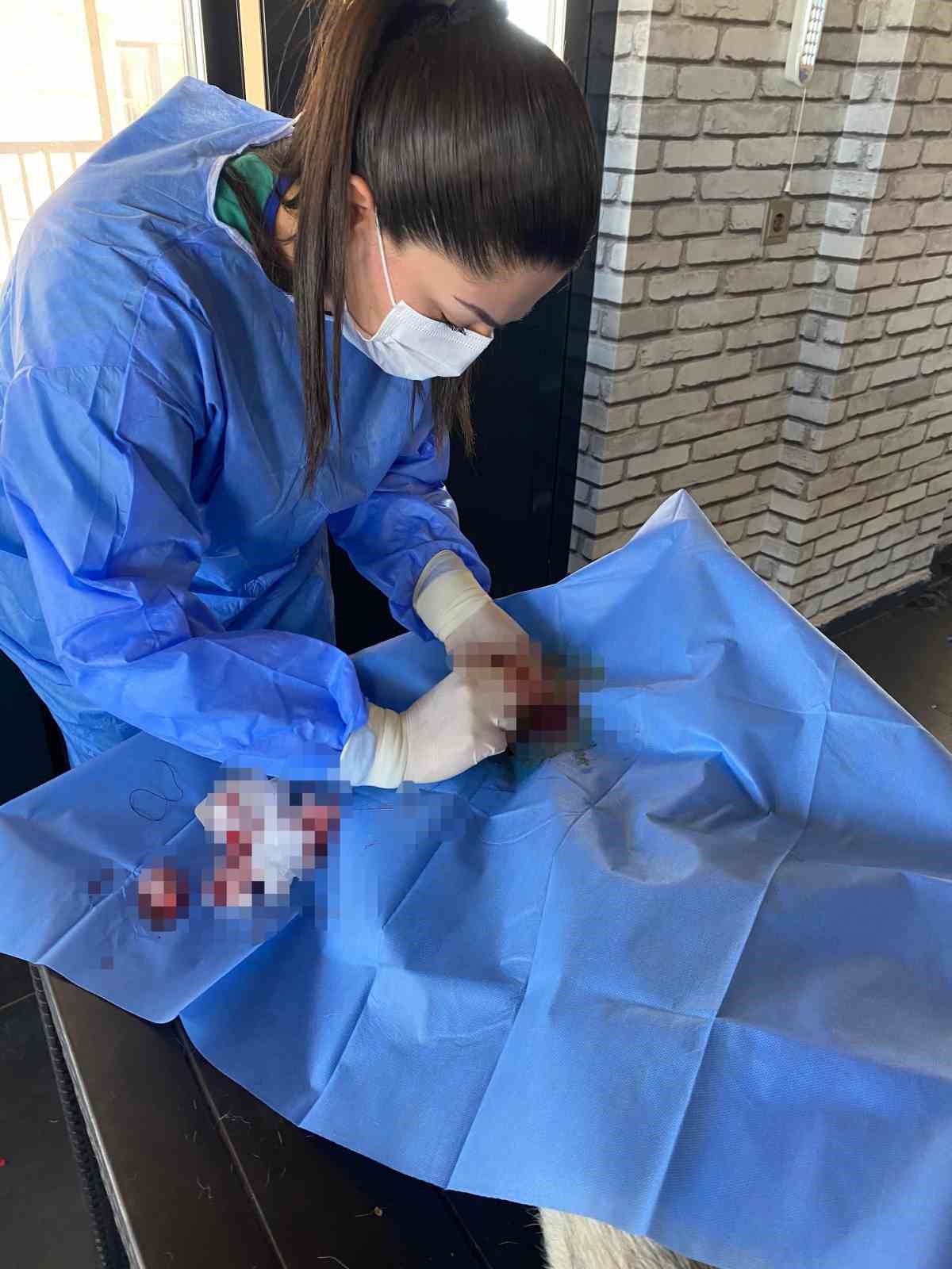 &Uuml;niversite desteğiyle en az 200 sokak k&ouml;peği kısırlaştırıldı
