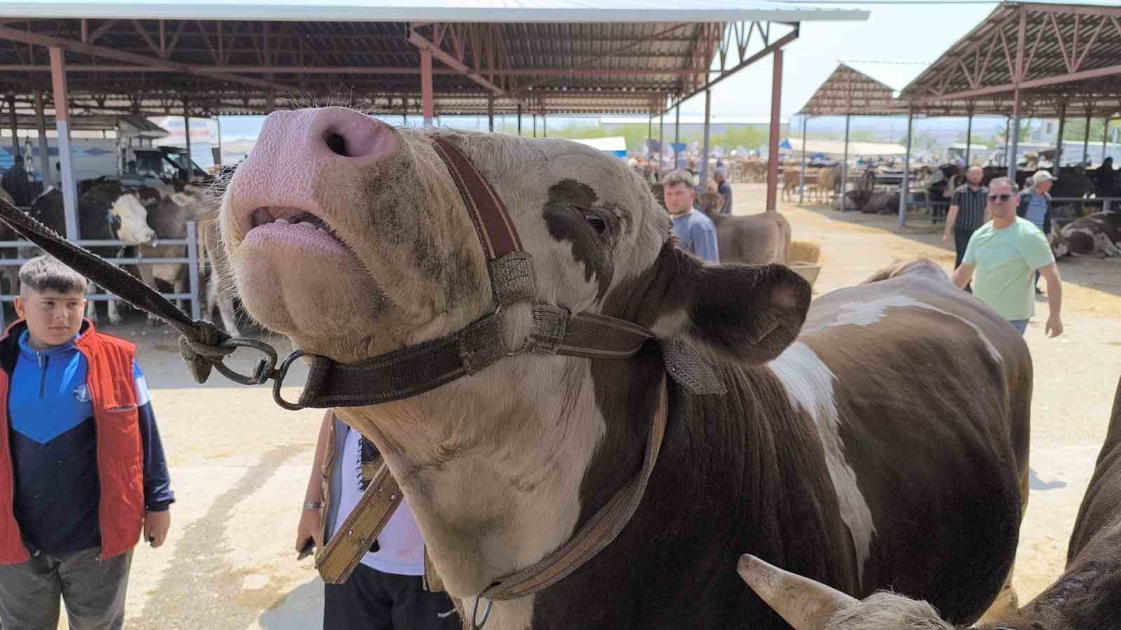 Kırşehir hayvan pazarında 1 tonluk inek 240 bin TL’ye satıldı