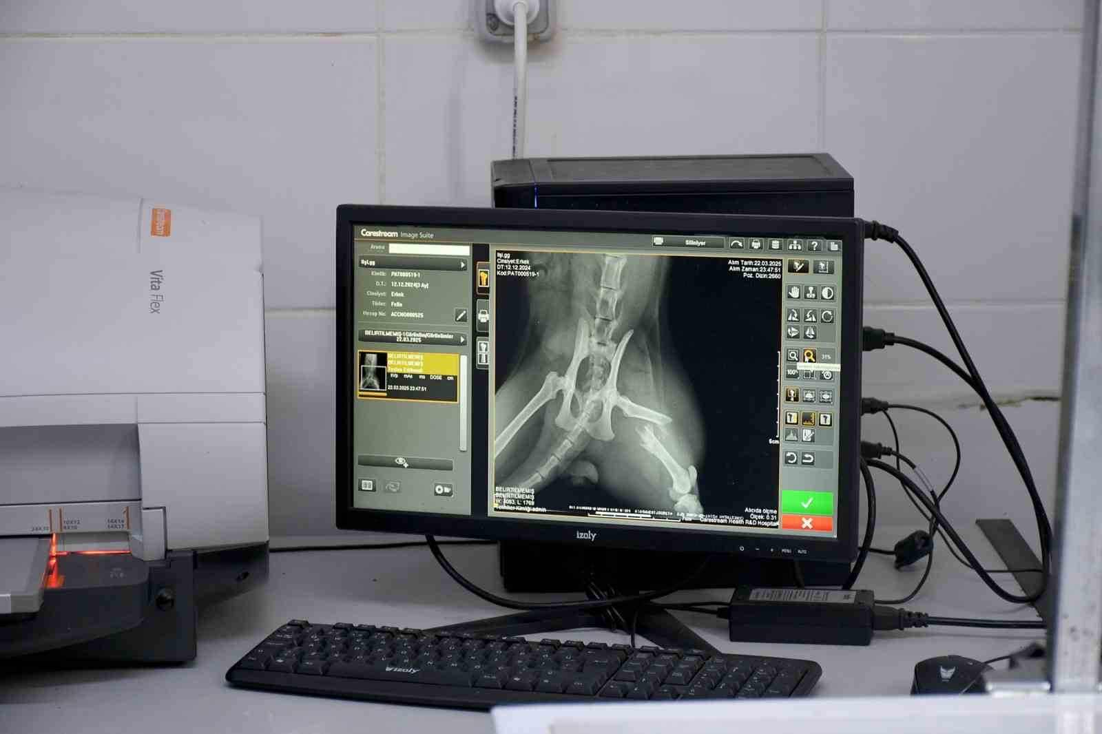 Başkan Günel, 5’inci kattan düşen kediye yaşam umudu oldu