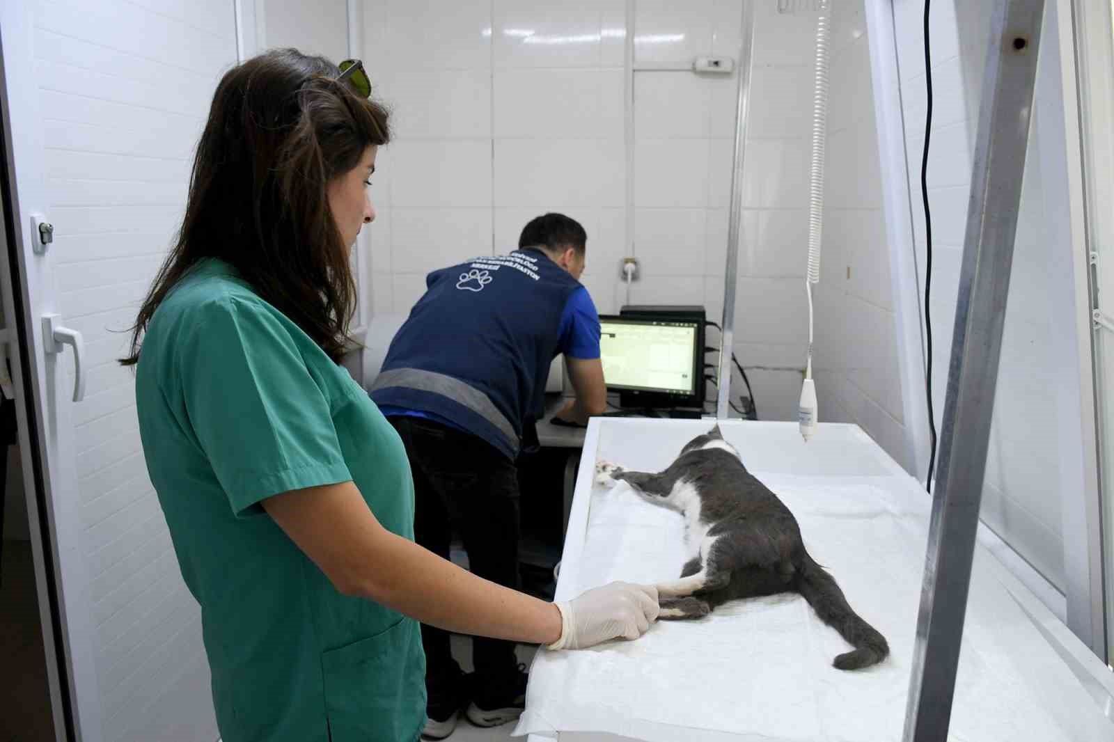 Başkan Günel, 5’inci kattan düşen kediye yaşam umudu oldu