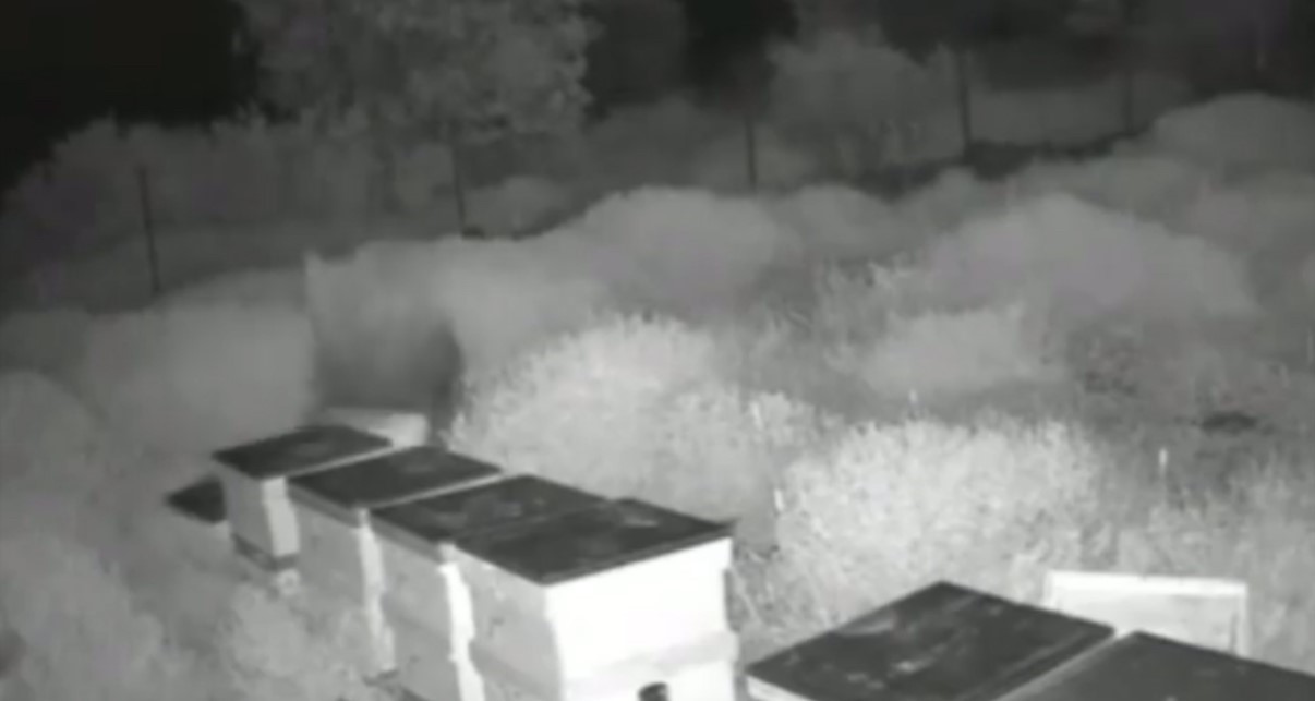 Ayılar arı kovanlarını parçalayıp balları yedi