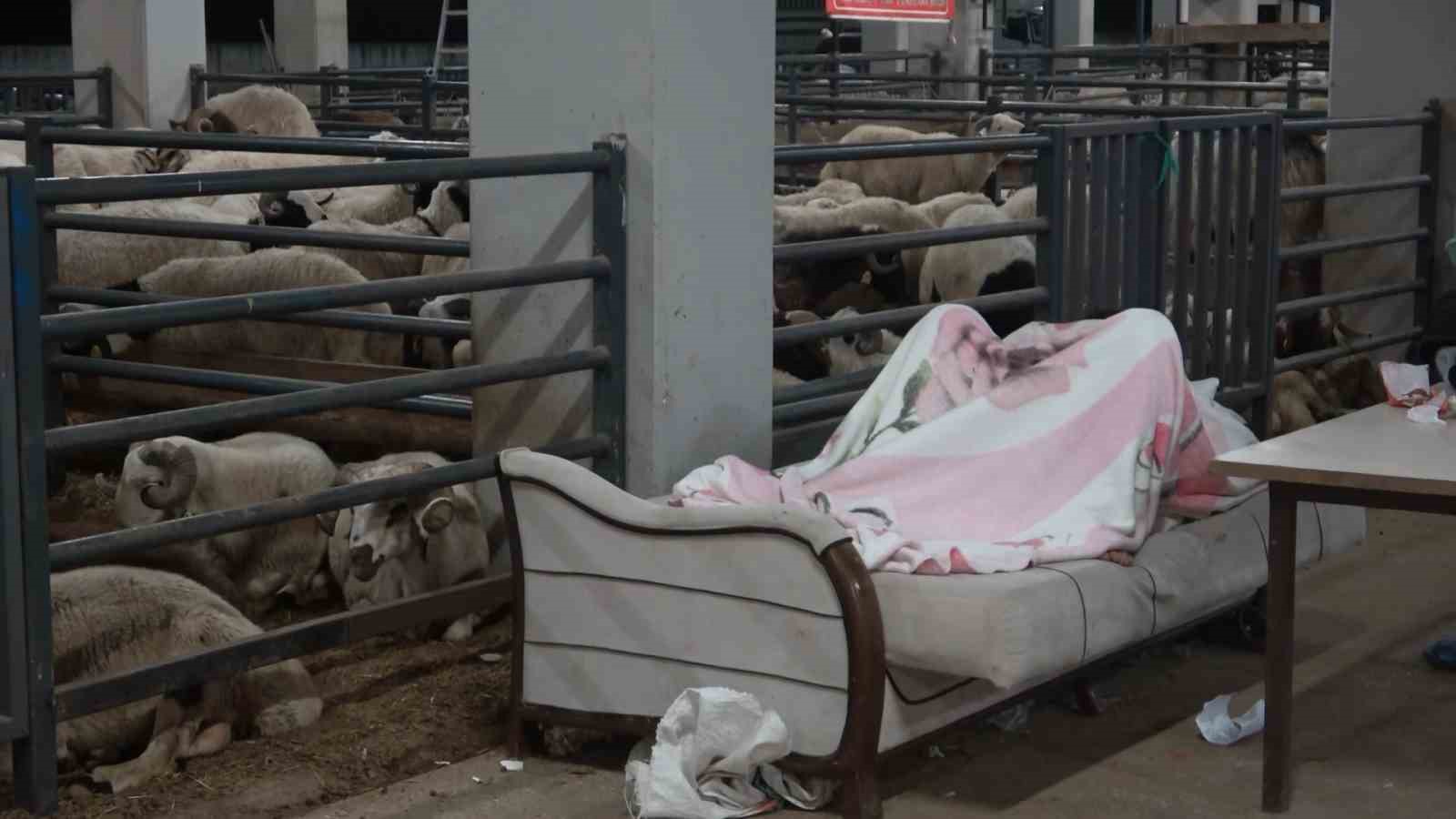 Bursa’da koyunlarla ’koyun koyuna’ nöbet
